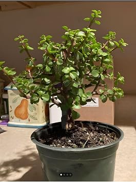 Gardenbox Portulacaria Afra Ye im Para Salon Bitkisi, 15-30cm, Ofis  i e i