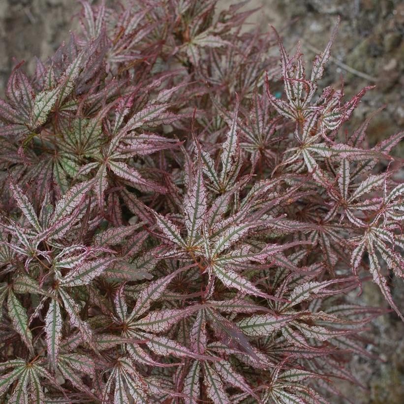 Amazon.com : Mikazuki Japanese Maple Tree - Live Plant - (2.5 QT