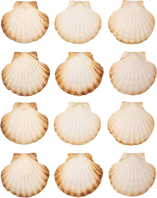 Finoly Große Natürliche Muschelschalen Jakobsmuscheln Muscheln 10x11 cm Paket 4/8/12/16 Stück | Jakobsmuschel Schalen für die Küche Dekoration Handwerk DIY (12, Rund)