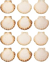 Finoly Natural Scallops Shell 10 x 11 cm | Decorative Shells | Pack of 4/8/12/16 Pieces | Scallops Sea Shells for Kitchen Decoration Crafts DIY Crafts (12)