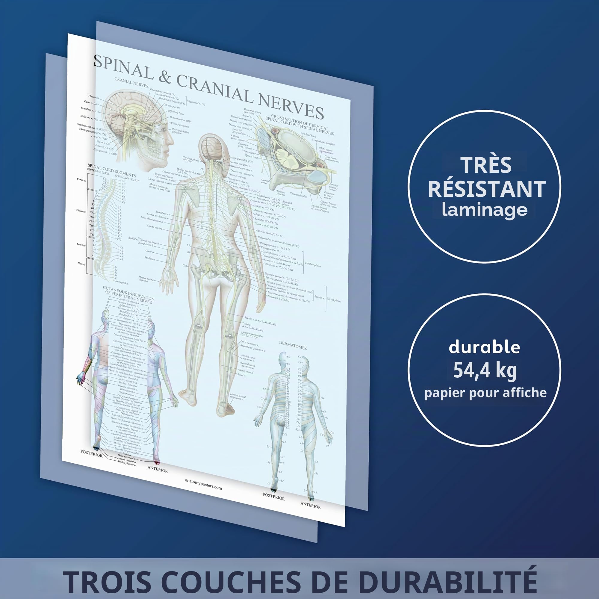 Palace Learning Lot de 4 affiches anatomiques plastifiées – Musculaire, squelette, nerfs rachidiens, système circulatoire – Ensemble de cartes anatomiques (laminé, 45,7 x 61 cm)