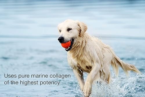 Miniatura 3 de K9Colágeno cadera y articulaciones Suplemento para perrosPuro Colágeno perro Suplementos para articulaciones mejora la movilidad saludable mejor