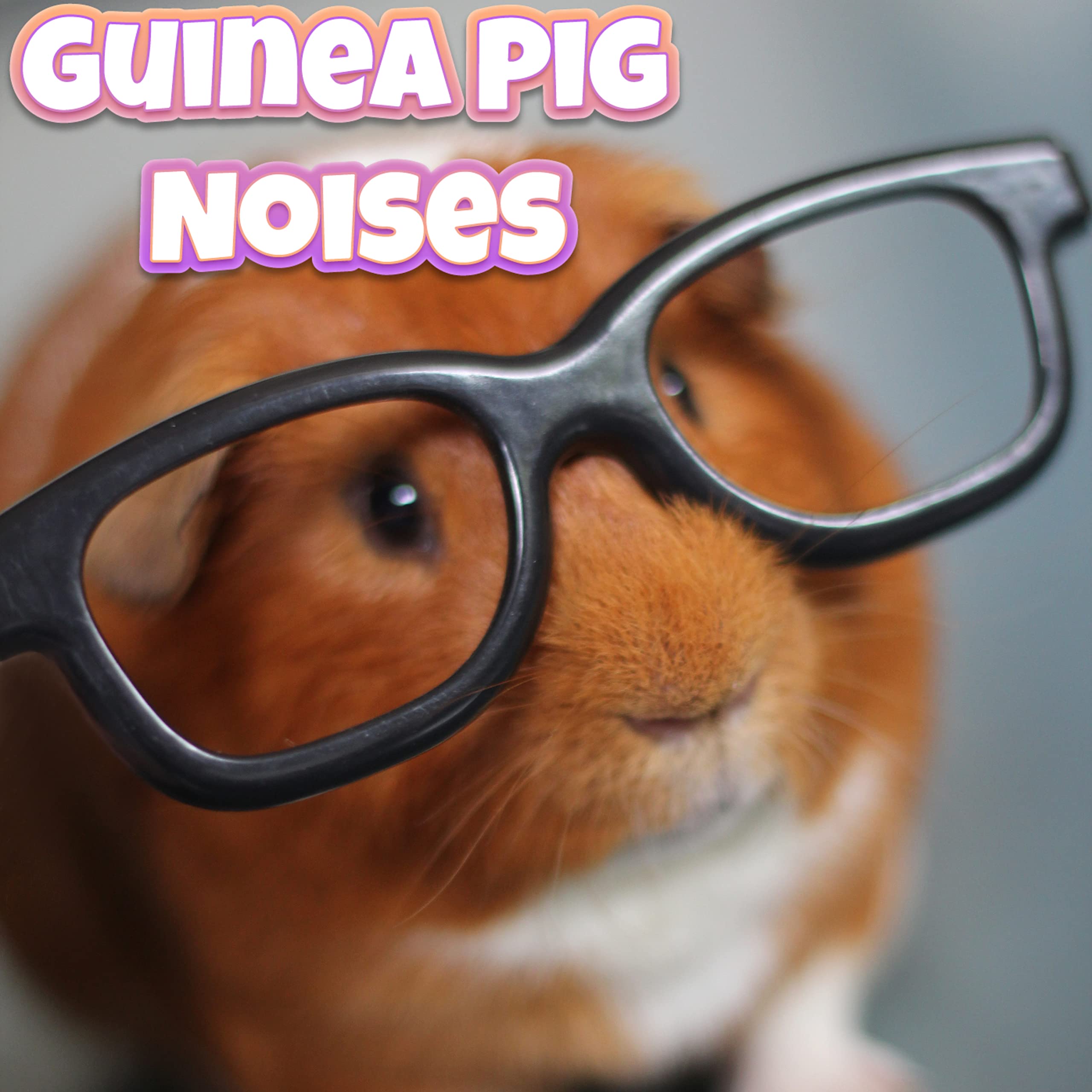 Guinea Pig Noises