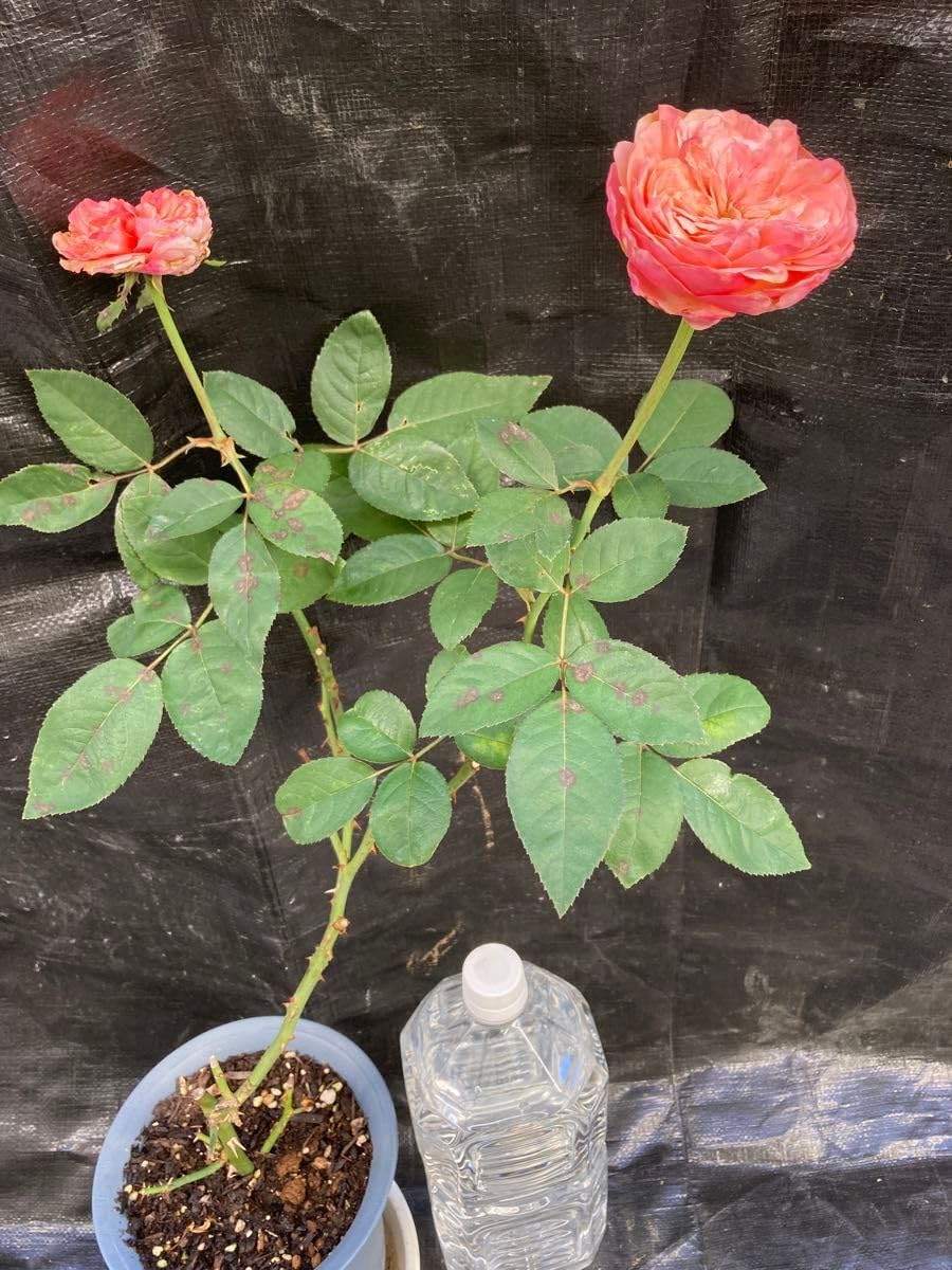 切花バラ開花苗 切花薔薇開花株苗 【公式通販】