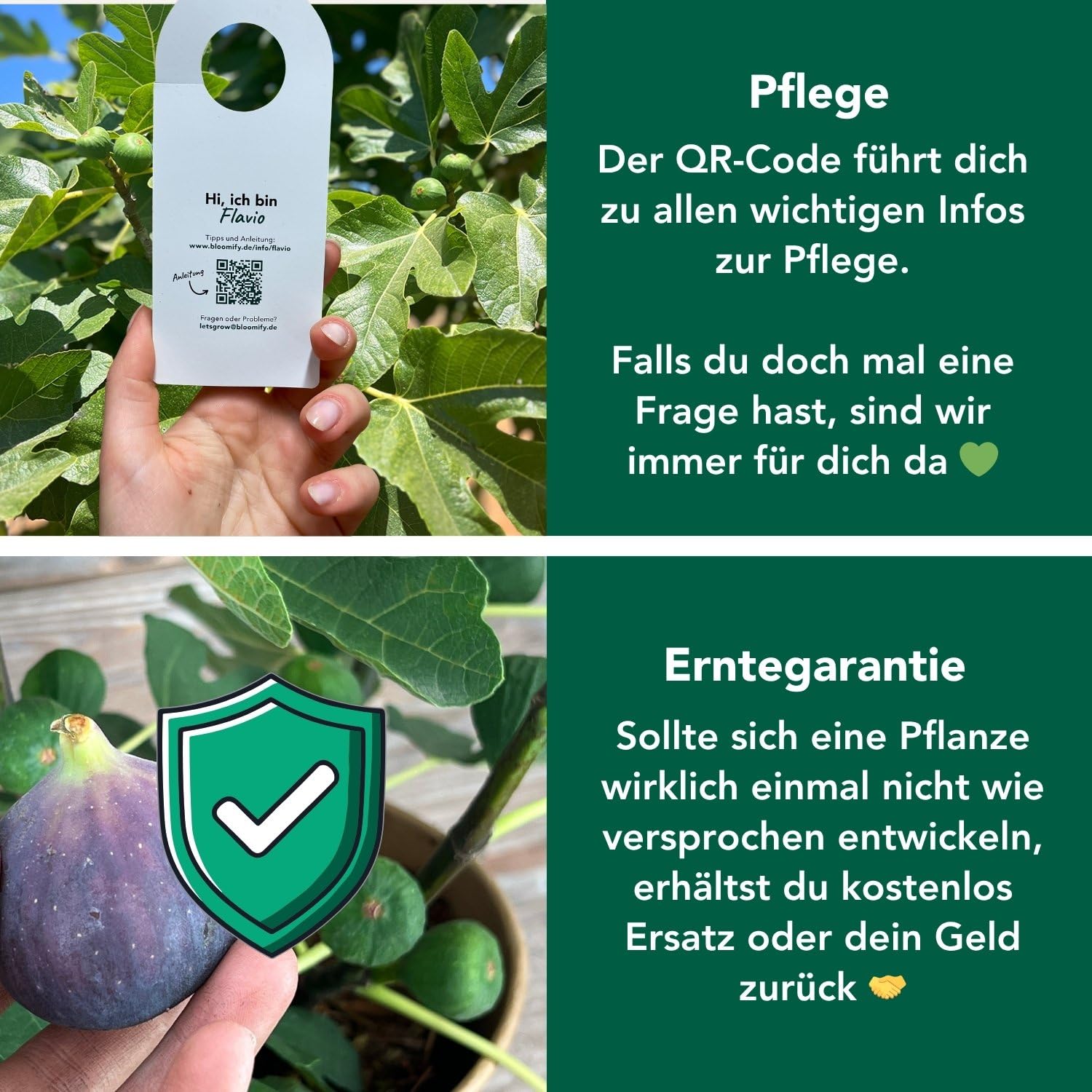 Bloomify® Balkon-Feigenbaum "Flavio" | 80 bis 100 cm großer winterharter Feigenbaum | ertragreiche und pflegeleichte Feige für Garten oder Topf | besonders süße, leckere Früchte | selbstbefruchtend