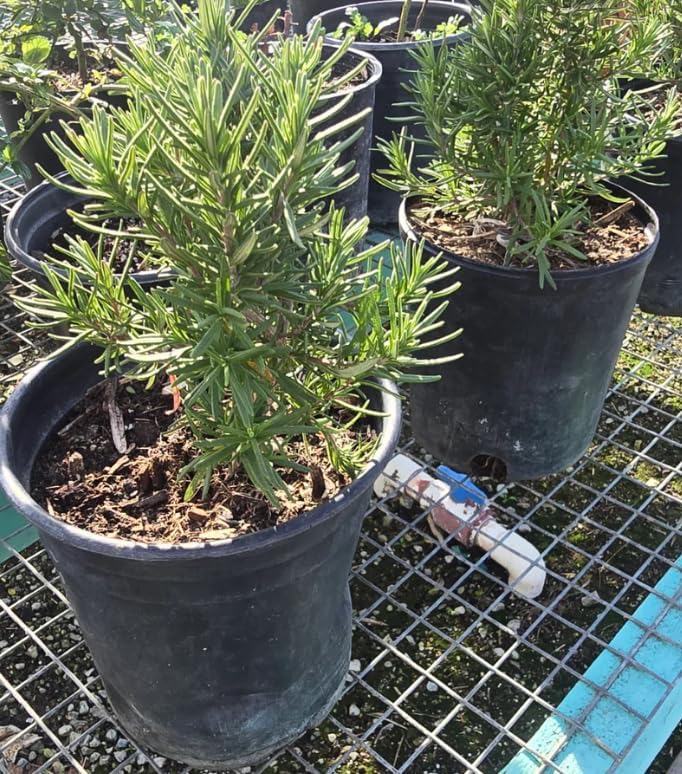 Tuscan Blue Rosemary Plant, Live Herb, 1 Gallon Pot