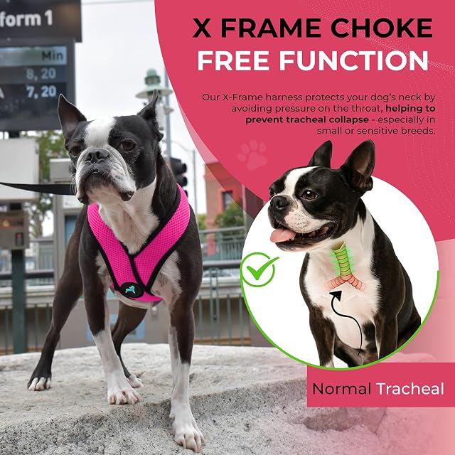 Foto 5 de 6 de Gooby Comfort X Head-In - Arnés para Perro con diseño en X Patentado Anti ahogo y antitirones para Perros…