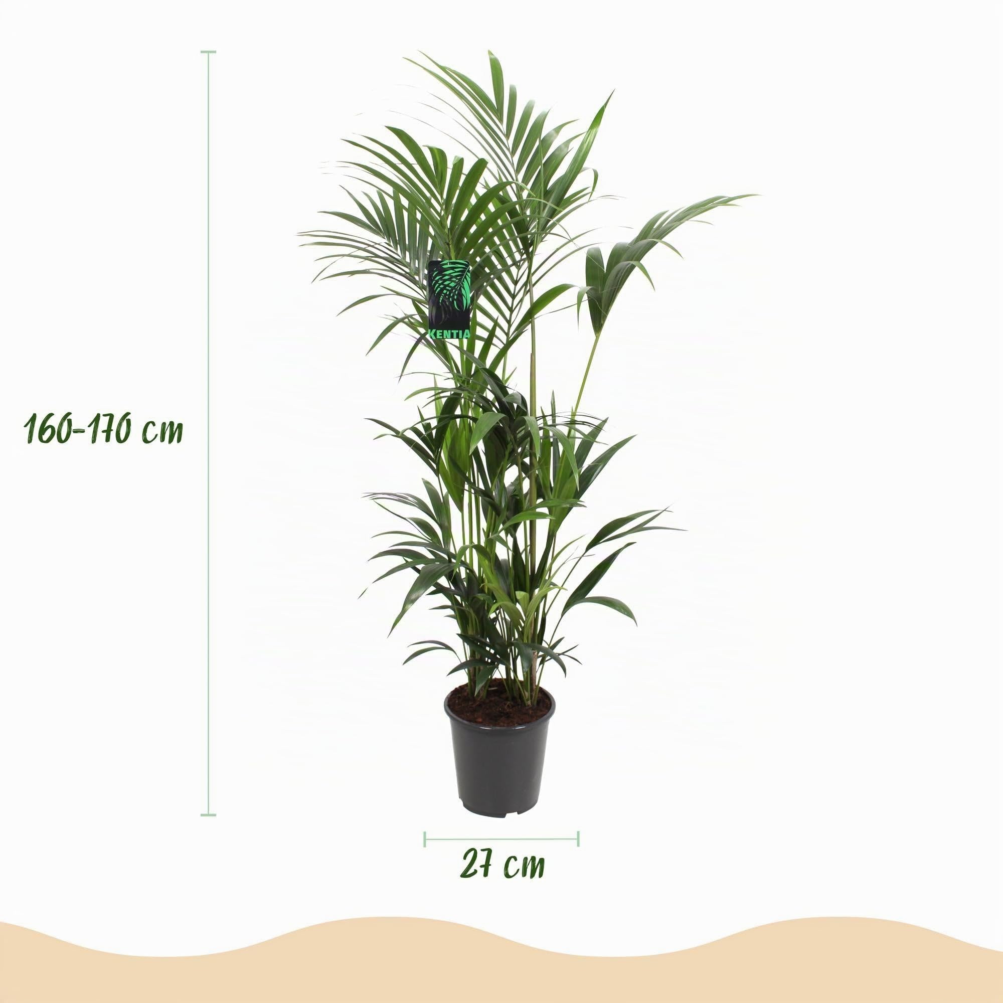 Green boutiQ - Zimmerpflanze - Howea Forsteriana - Kentia-Palme - Pflegeleicht - Grün - 1 Pflanze - Topf 27cm - Höhe 160-170cm