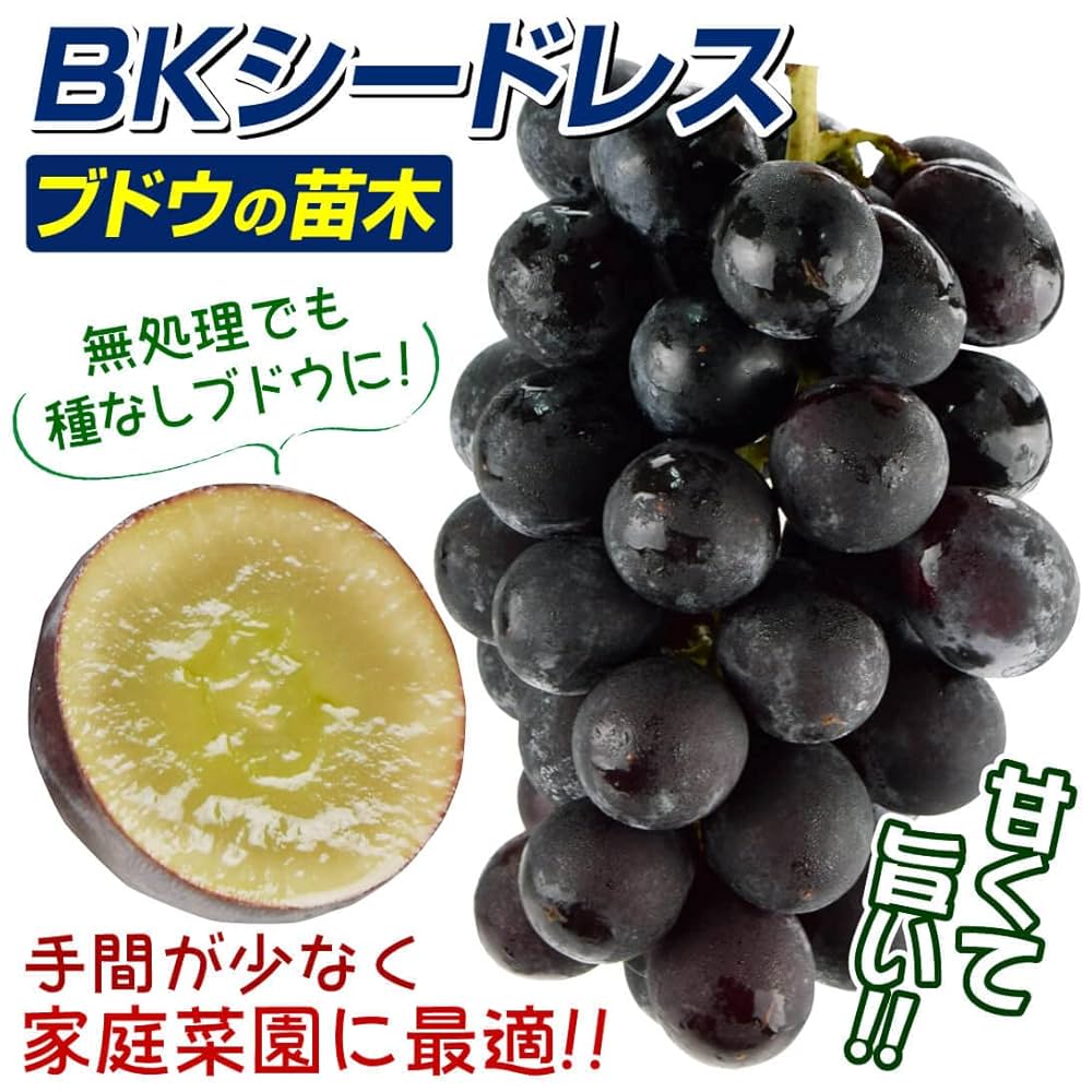 BKシードレスぶどえPVP苗木 Amazon.co.jp: 果樹苗 ブドウ BKシードレスPVP 1株 / 国華園 25