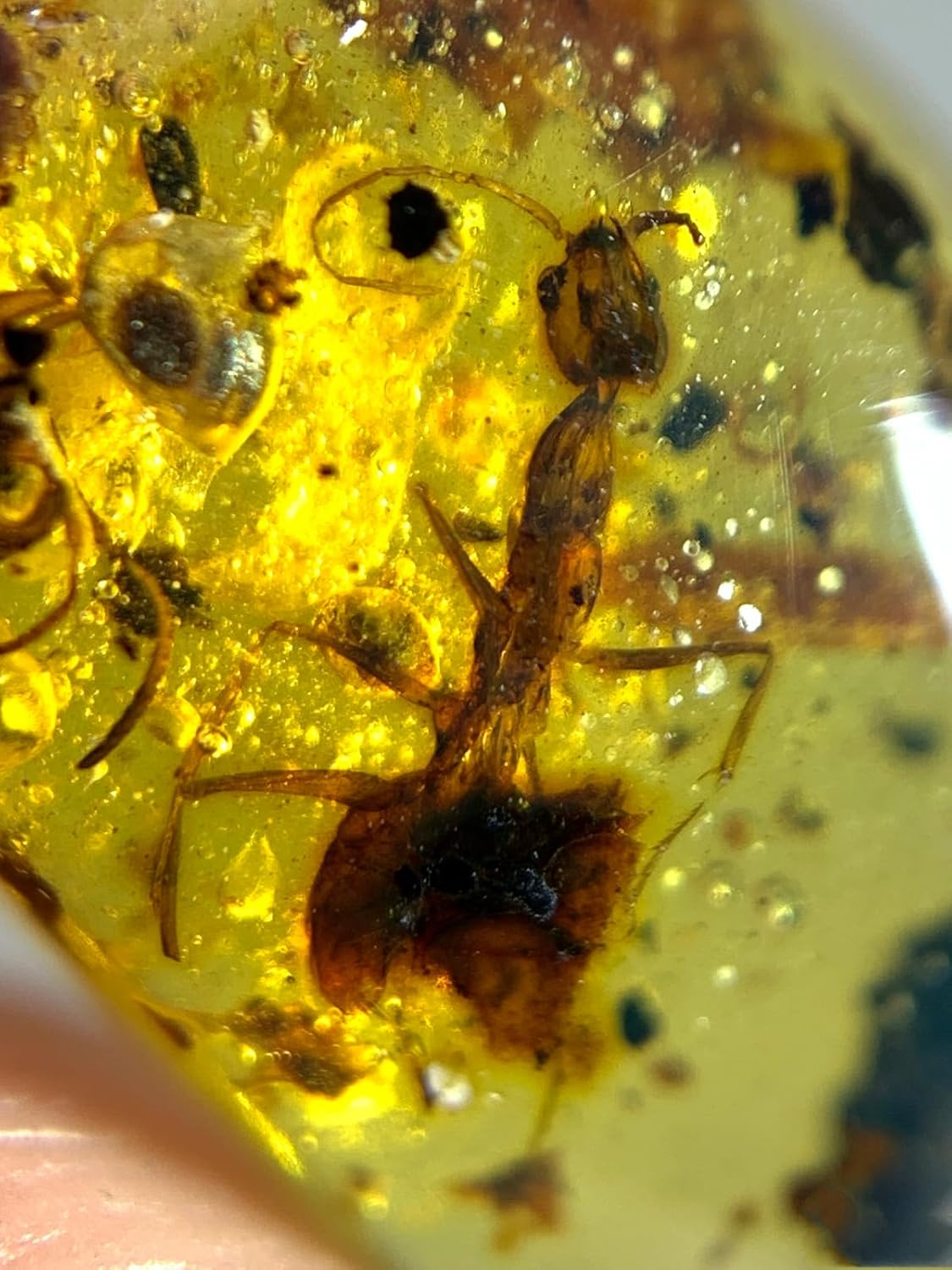 Burmese burmite Cretaceous Mammoth ant Insects Fossil Amber Myanmar