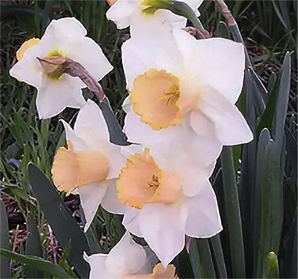 10 Salome Narcissus Bulbs - Top Size Daffodil Bulbs