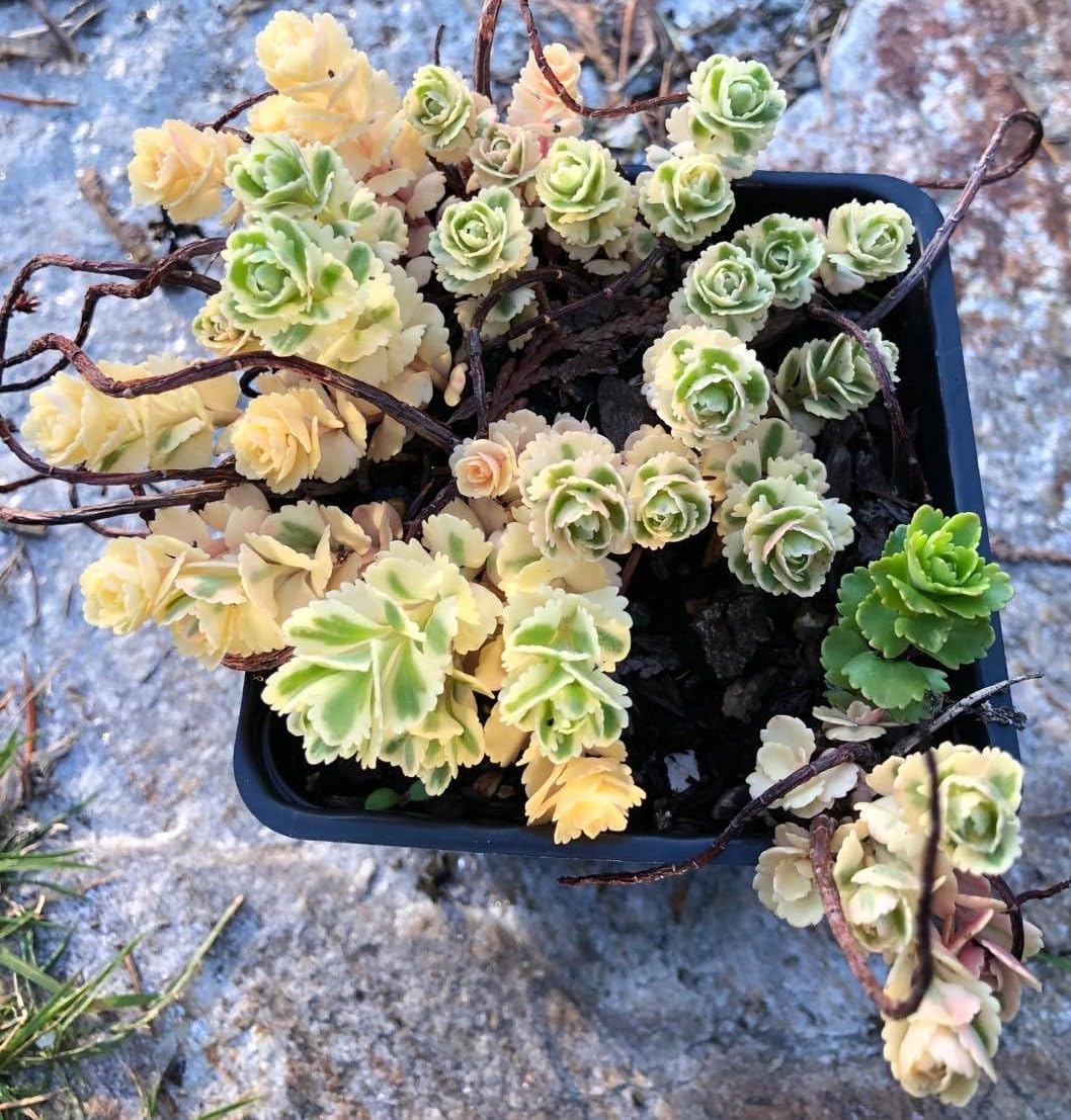 Sedum takesimense “Atlantis” - Variegated Sedum - Rare Sedum Succulent Live Plant (4" Pot Size)
