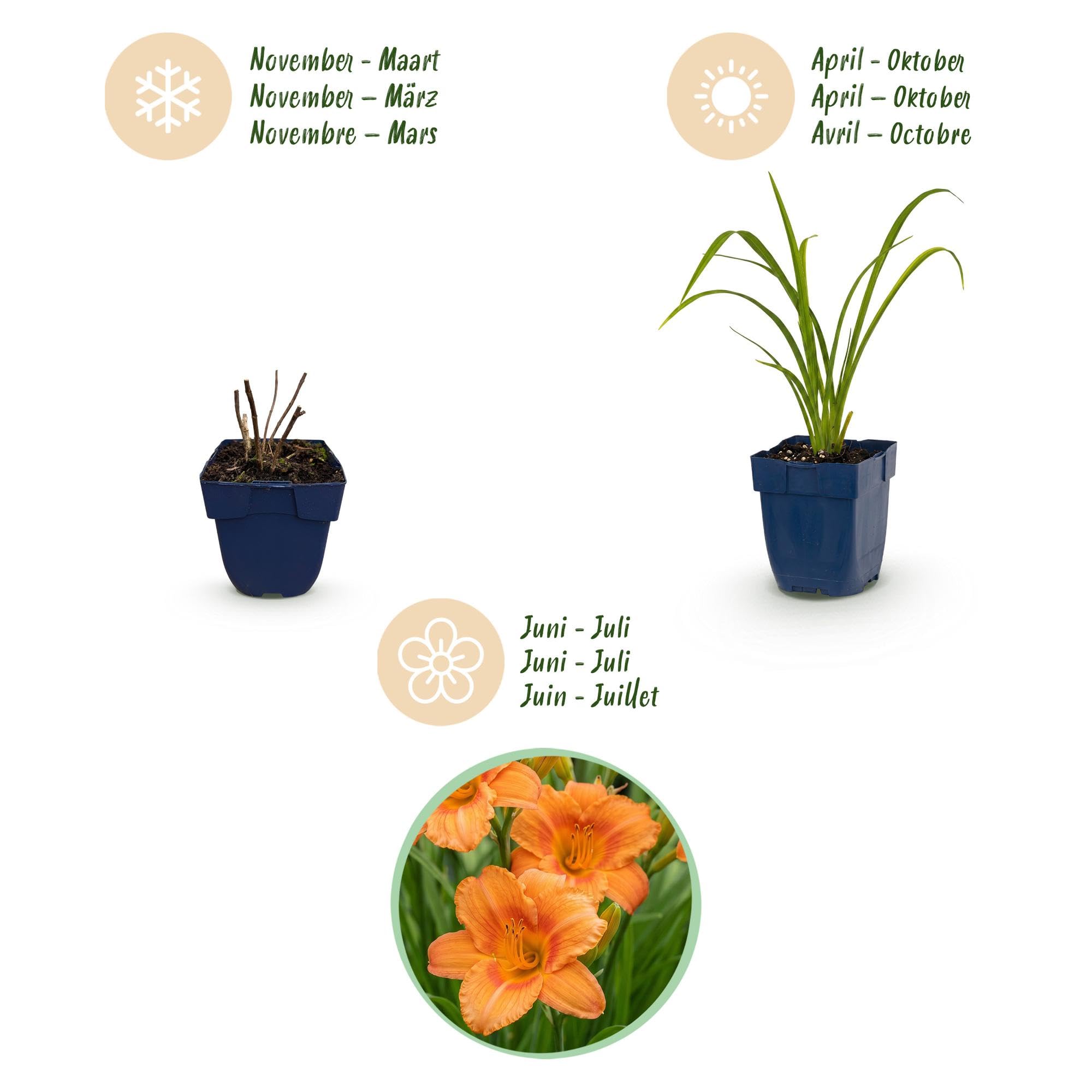 Hemerocallis Mauna Loa Piante Perenni per Giardino, Giallo, Set di 3