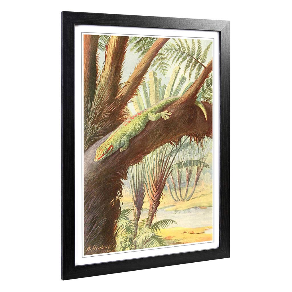 Big Box Art Framed Print of Vintage Heubach. Walter Madagascan Gecko Design | Wall Art Picture | Home Decor for Kitchen, Living Room, Bedroom, Hallway, Black, A2 / 24.5x18 Inch / 62x45cm