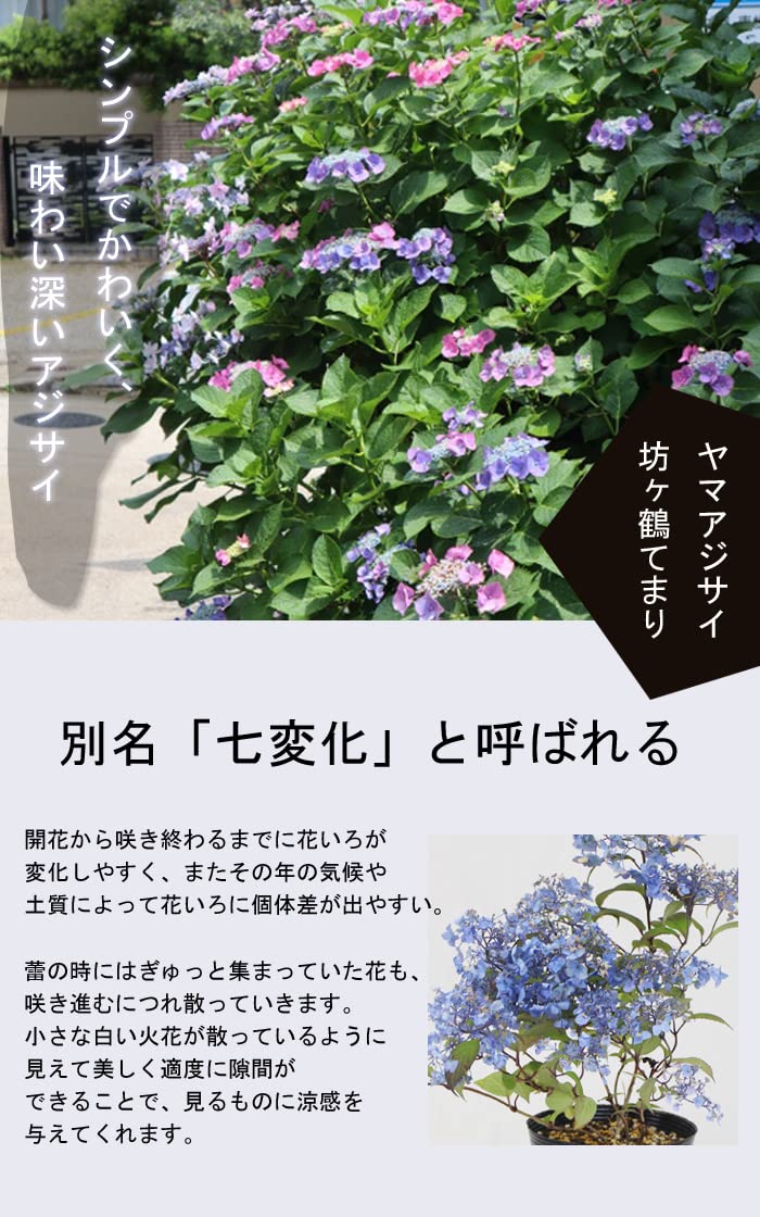Amazon.co.jp: ヤマアジサイ 坊ヶ鶴てまり(ぼうがつるてまり) 山野草