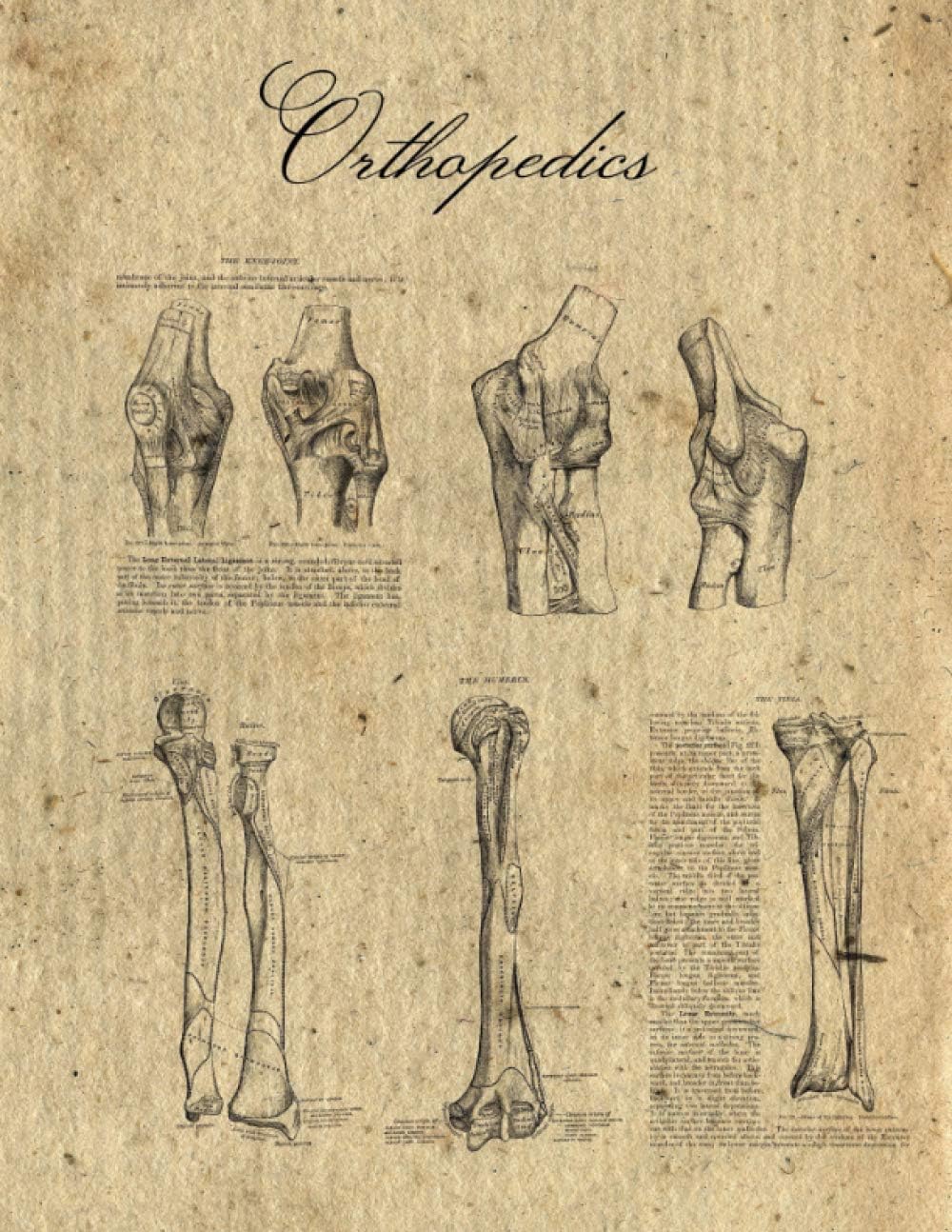 Orthopedics Notebook: Vintage Anatomy - Bones, 8.5"x11", 100 College Ruled Pages, Matte Cover