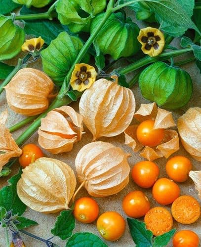 SeedsUP - 200+ Seeds Strawberry Ground Cherry - Physalis - Vegetable Orange