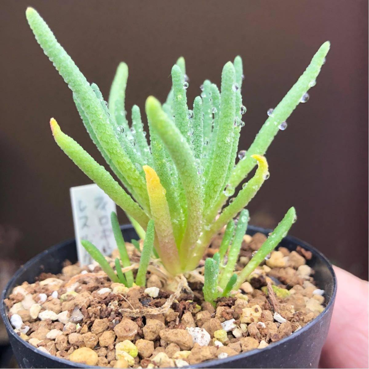 Amazon.co.jp: 多頭実生苗！ フィロボルス レスルゲンス 多肉植物 塊根
