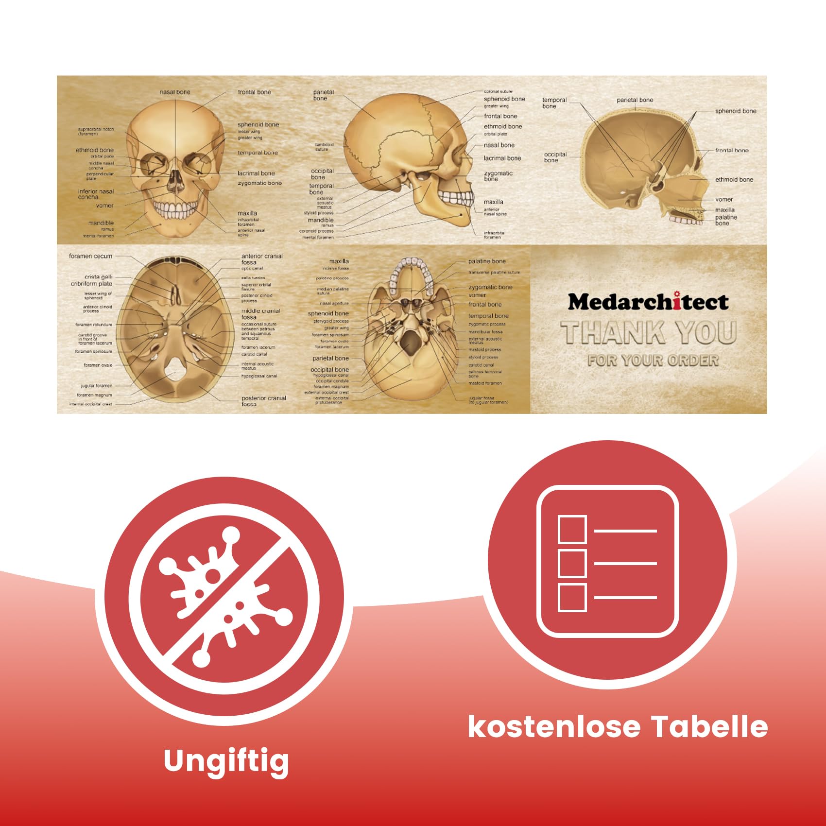 Menschliches farbiges Totenkopf-Modell, lebensgröße, 3-teiliges anatomisches Modell mit buntem menschlichem Totenkopf-Diagramm für Medizinstudenten, menschliche Anatomie, Studienkurs | Dreiteilige Form mit 22 Knochen in neun Farben und einer Referenzkarte
