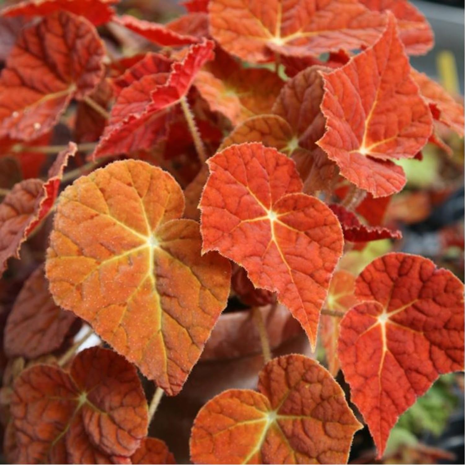 Amazon.com : Begonia Live Plant Outdoor, Can Grow As Weeping