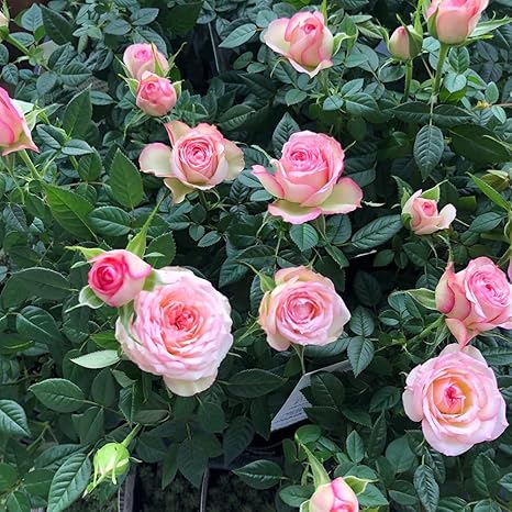 Amazon Co Jp カルーセル コルダナ ミニバラ3 5号鉢 品種で選べる薔薇苗 1個売り 学名 Rosa Hybrids バラ科バラ属 耐寒性落葉低木 花木 特徴 花径4 5cm 花色 淡いピンク カルーセルはホワイトにピンクの覆輪の非常にかわいい品種です 開花する季節など Amazon Co Jp カルーセル コルダナ ミニバラ3 5号鉢 品種で選べる薔薇苗 1個売り 学名 Rosa Hybrids バラ科バラ属 耐寒性落葉低木 花木 特徴 花径4 5cm 花色 淡いピンク カルーセルはホワイトにピンクの覆輪の非常にかわいい品種です 開花する季節など