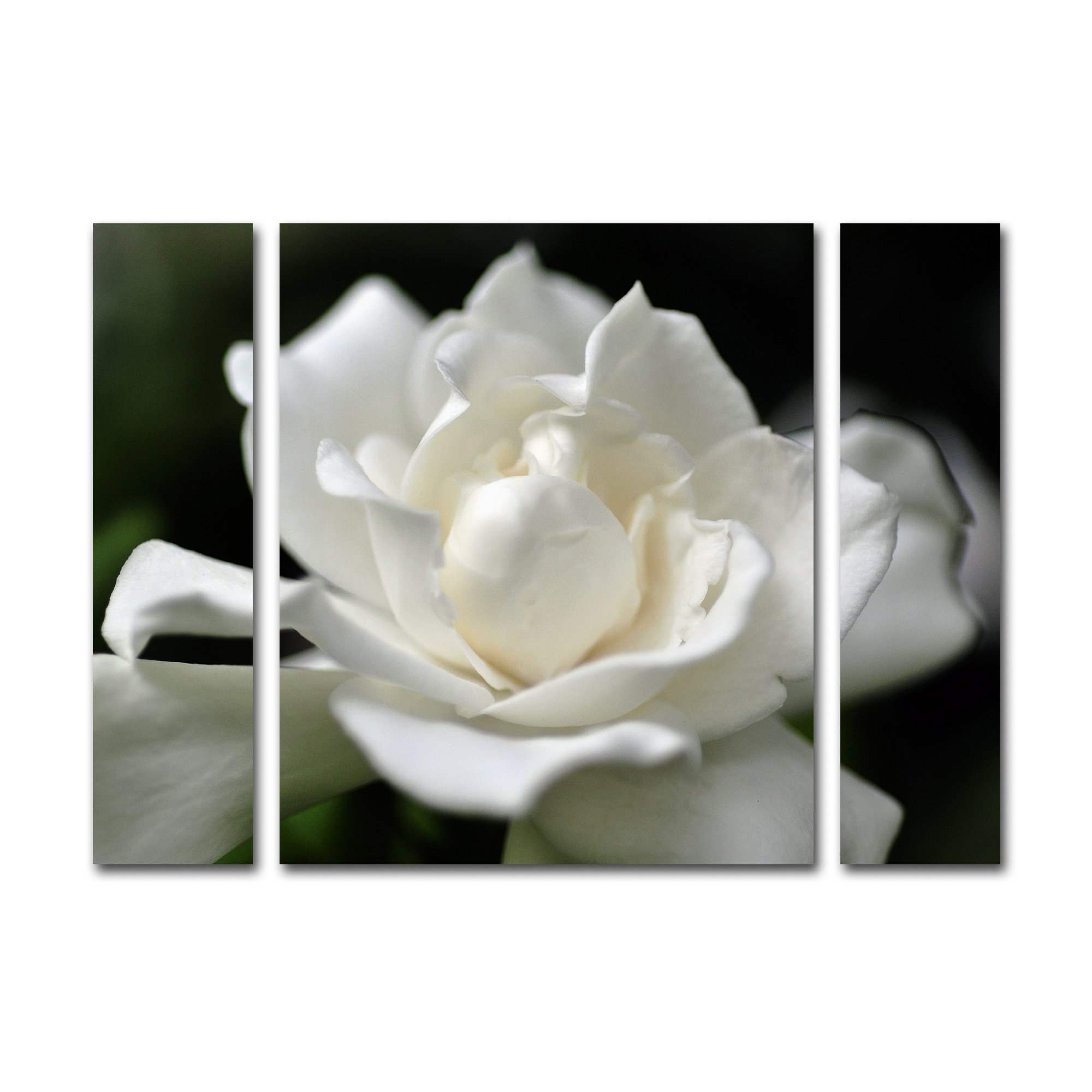 Trademark Fine Art Lovely Gardenia 3-Piece Canvas Set by Kurt Shaffer 30x41
