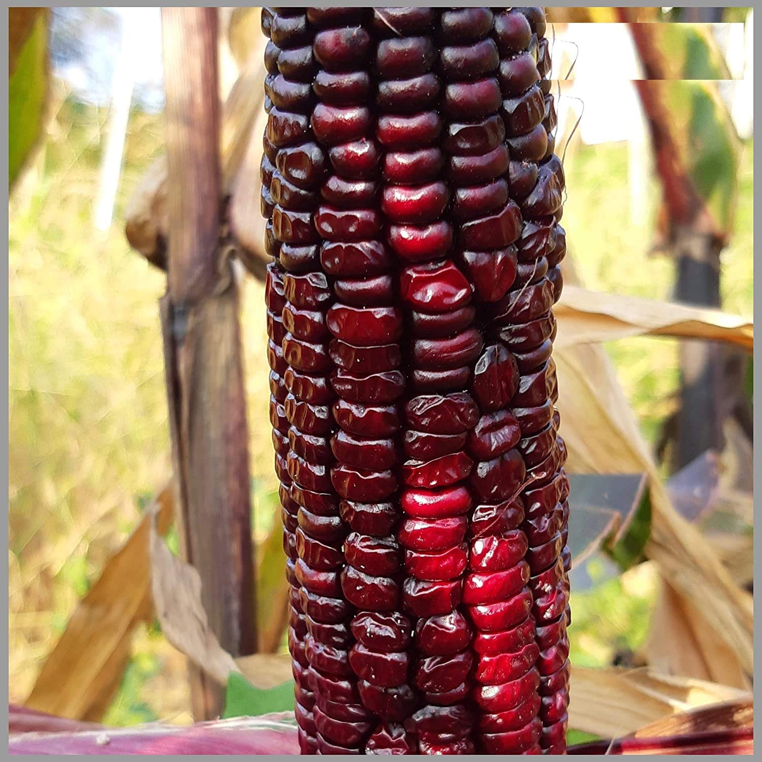 VIBEX -® VXL-170 Organic Red Corn (maize) Traditional Seeds (B08YX3LNNG) Amazon Price History, Amazon Price Tracker