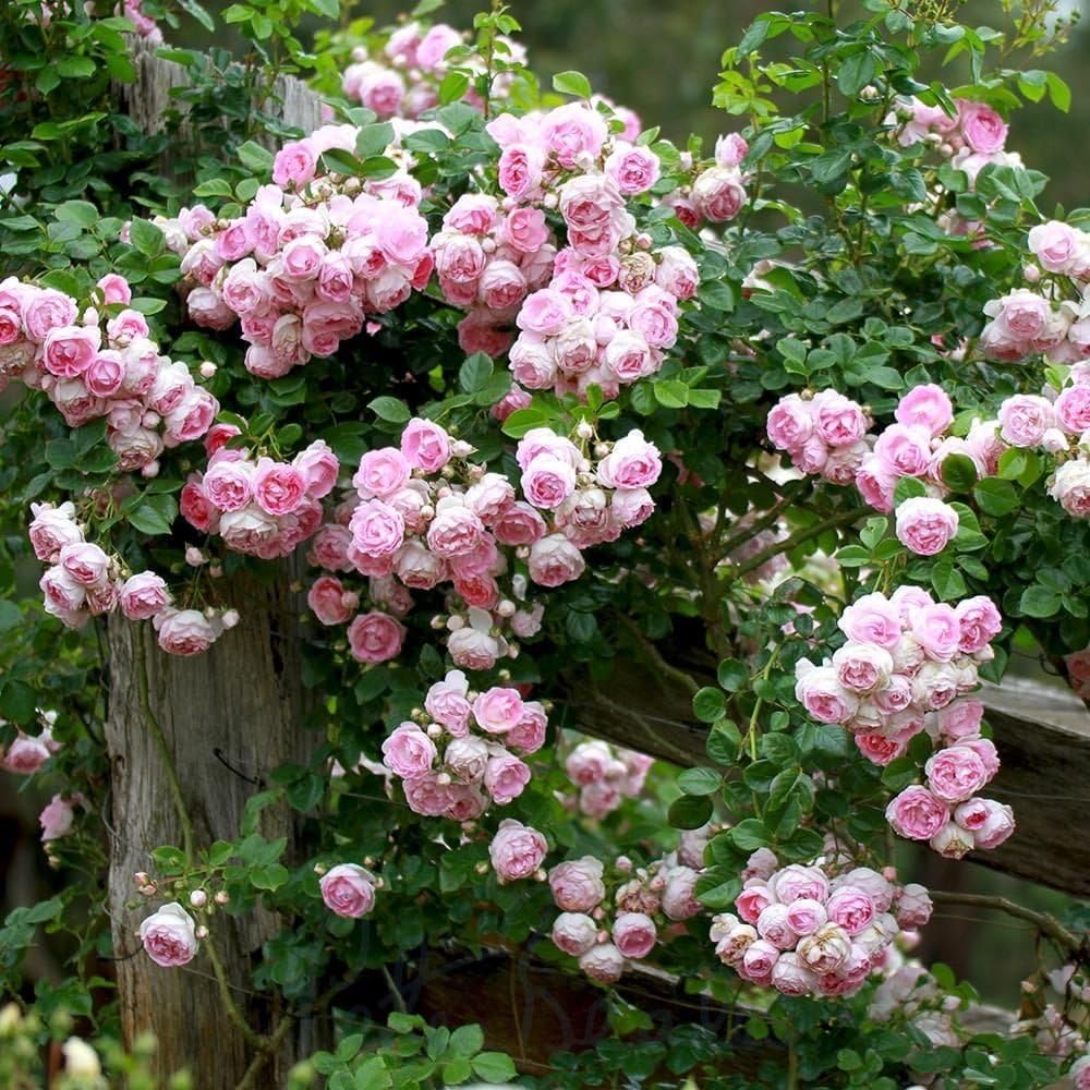 Peter Beales Roses Jasmina Climbing Rose, Lilac, Fragrant, 300cm x 120cm, Modern Climber