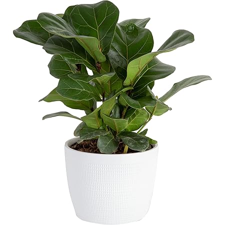 Costa Farms Ficus Lyrata, Little Fiddle Bambino Trending Tropicals Collection Live Indoor Plant, 1-Foot, Green
