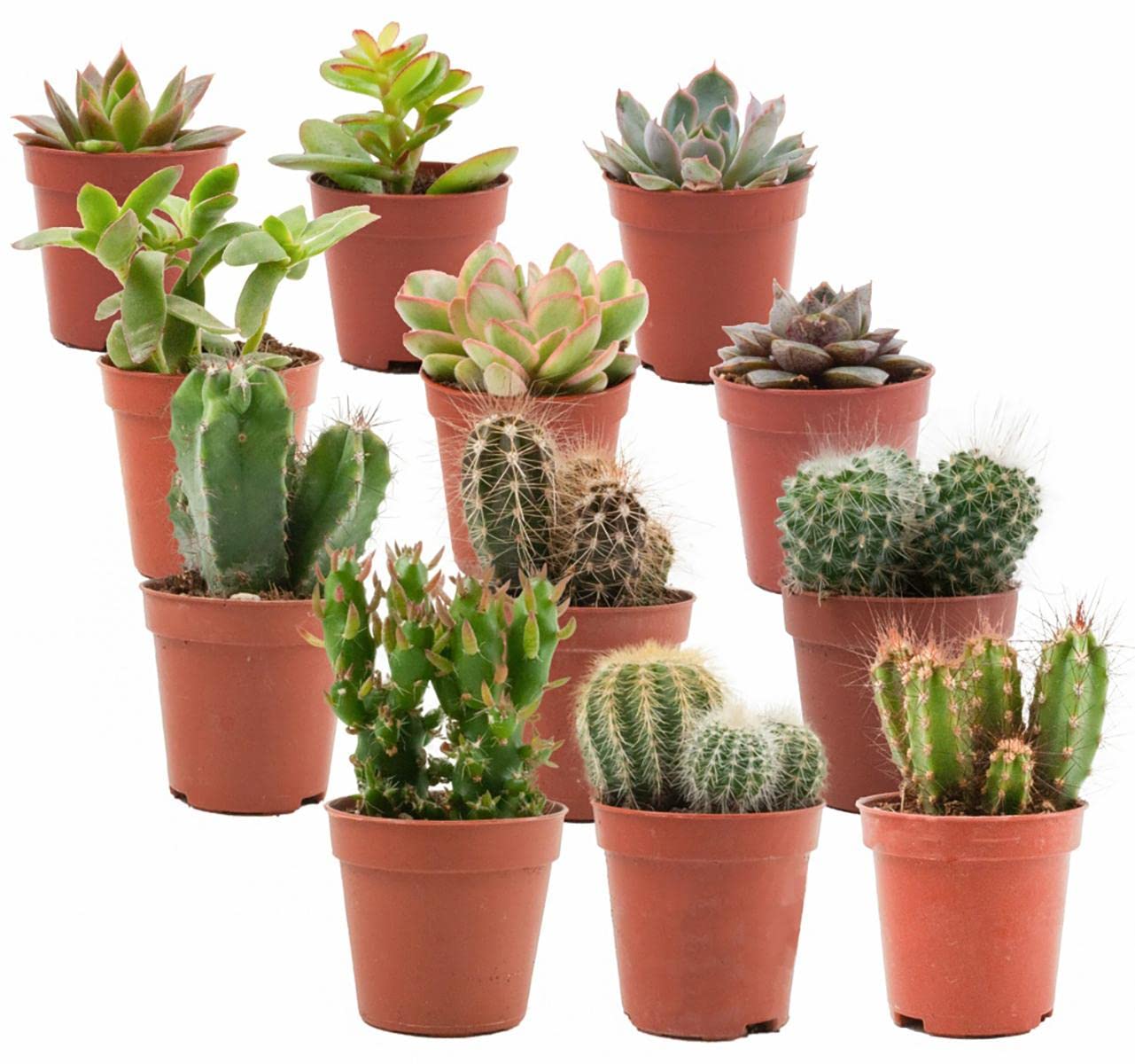Mix Echter Kakteen und Sukkulenten, Dekoration, 12er Set, Topf 5.5 cm