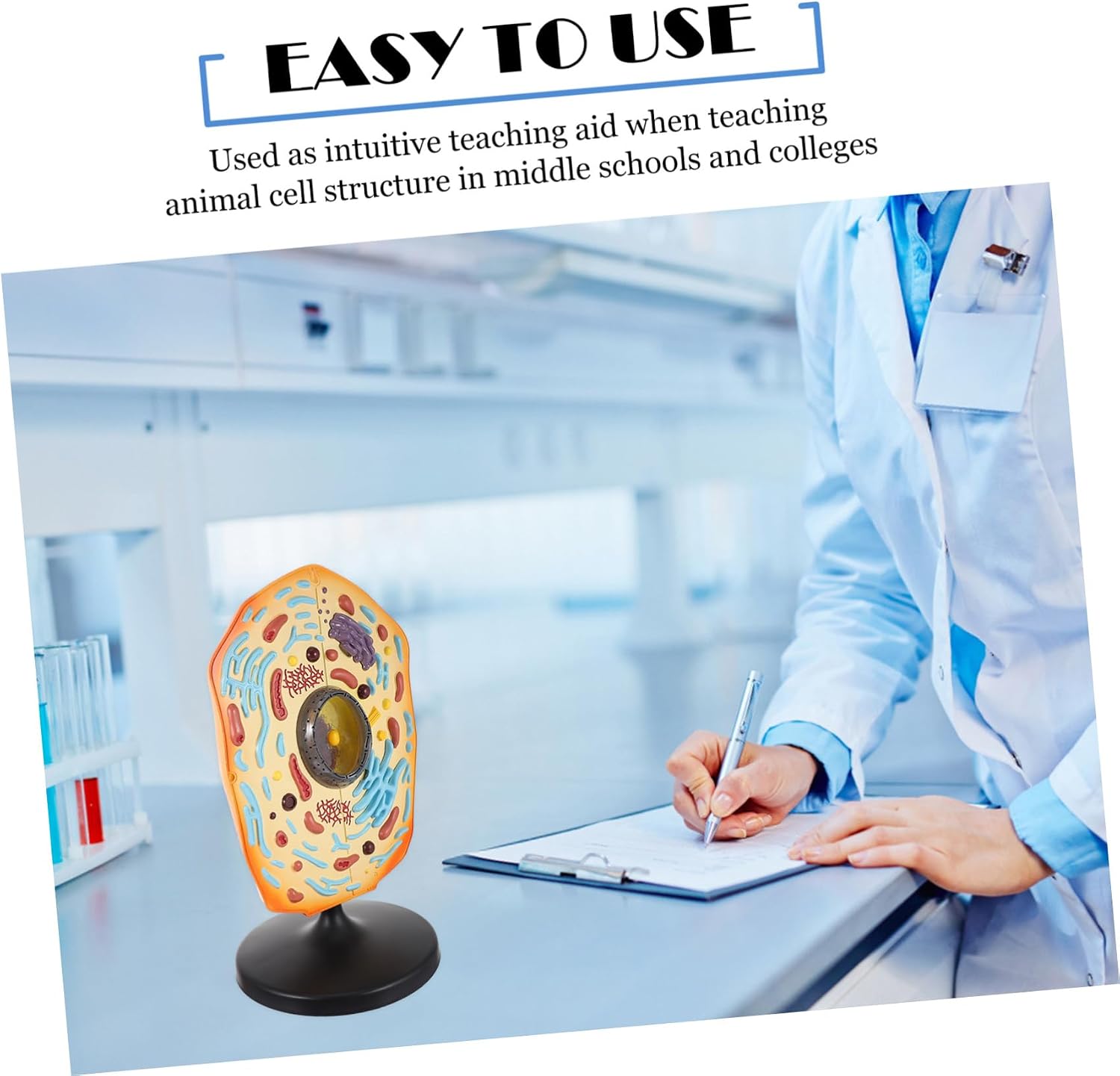 Generic Animal Cell Anatomy Model Biology Teaching Tool for Students and Teachers Cell Model Kit