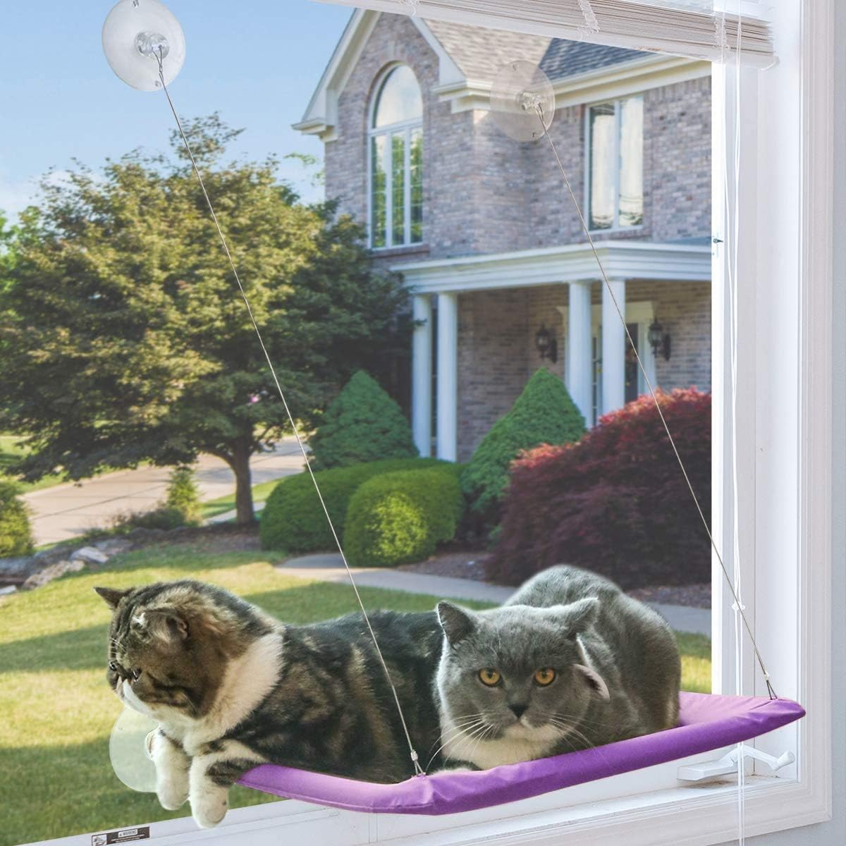 Noyal Cat Resting Seat Perch Window Hammock Cats Kitty Safety Bed with Durable Heavy Duty Suction Cups Cat Bed Holds Up to 30lbs(Extra 2…