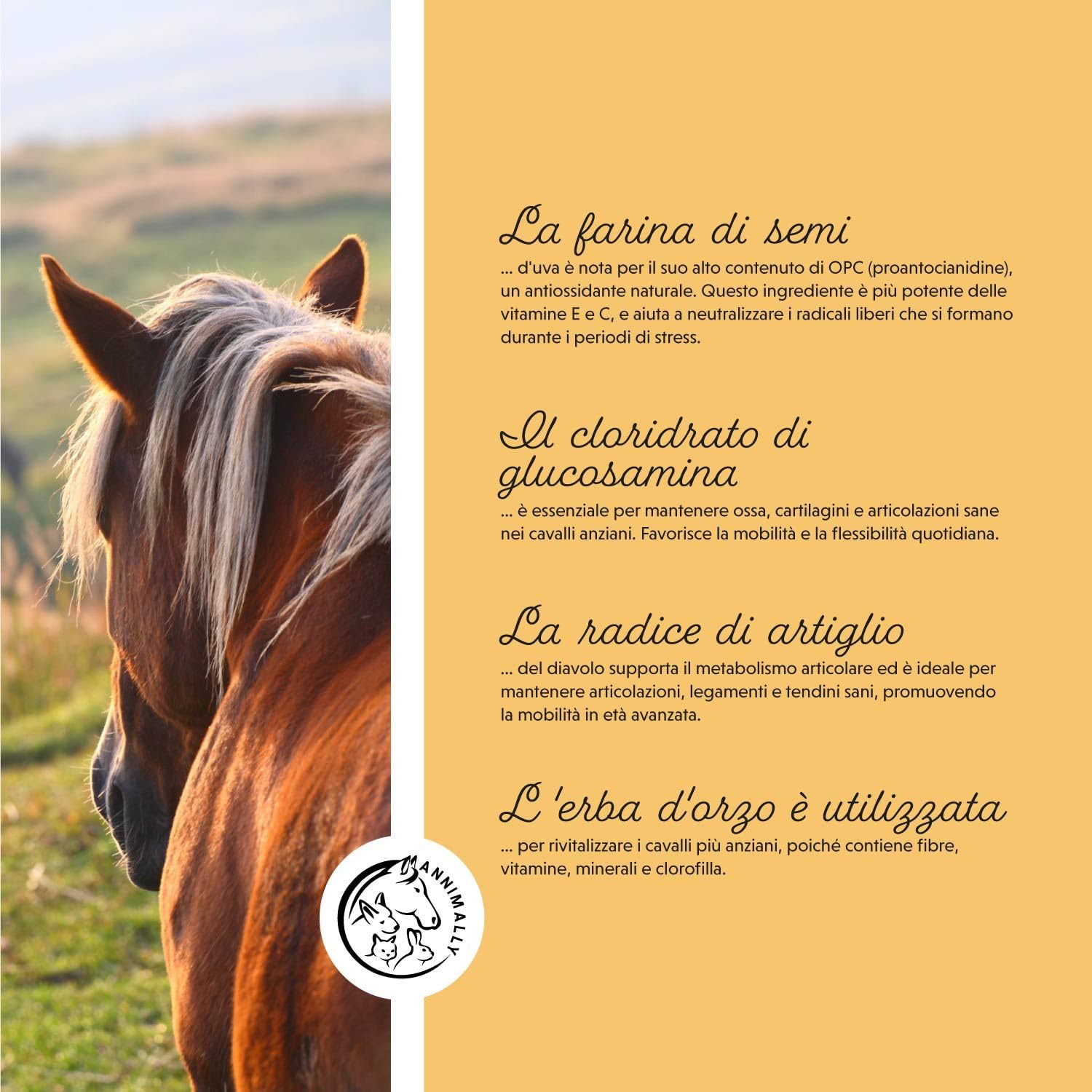 Senior Vital polvere per cavalli con MSM, glucosamina, artiglio del Diavolo - integratore senior per Il supporto di cuore, circolazione, ossa e articolazioni in età avanzata- integratori per cavalli