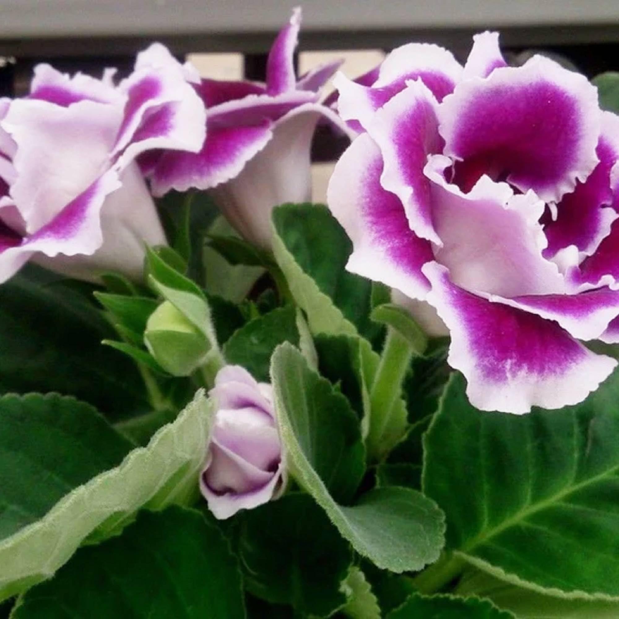 CHUXAY GARDEN Mixed Gloxinia Flower Seed 30 Seeds Popular Sinningia Speciosa Flowers Colorful Flowers Seeds for Planting Adding a Decorative Appeal Attract Butterflies and Bees