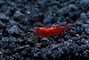 Live Freshwater Aquarium Shrimp Neocaridina Bloody Mary 10 Pack