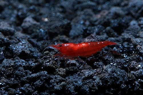 Acuario vivo de agua dulce Camarones Neocaridina (Bloody Mary (paquete de 10))