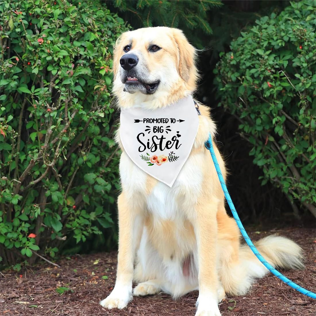Bandana cane Dog White Wedding Pet Flower Triangolo Pet Dog Scarf Accessori Promoted To Be Big Sister,Perfetta per foto ricordo o per rendere il tuo cane parte integrante della cerimonia