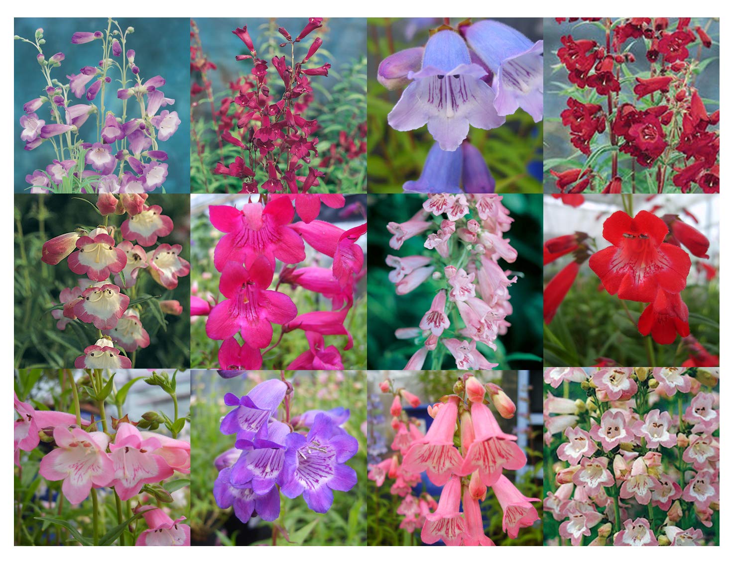 10 Penstemon Mixed Collection Plug Plants from Plugplants4u