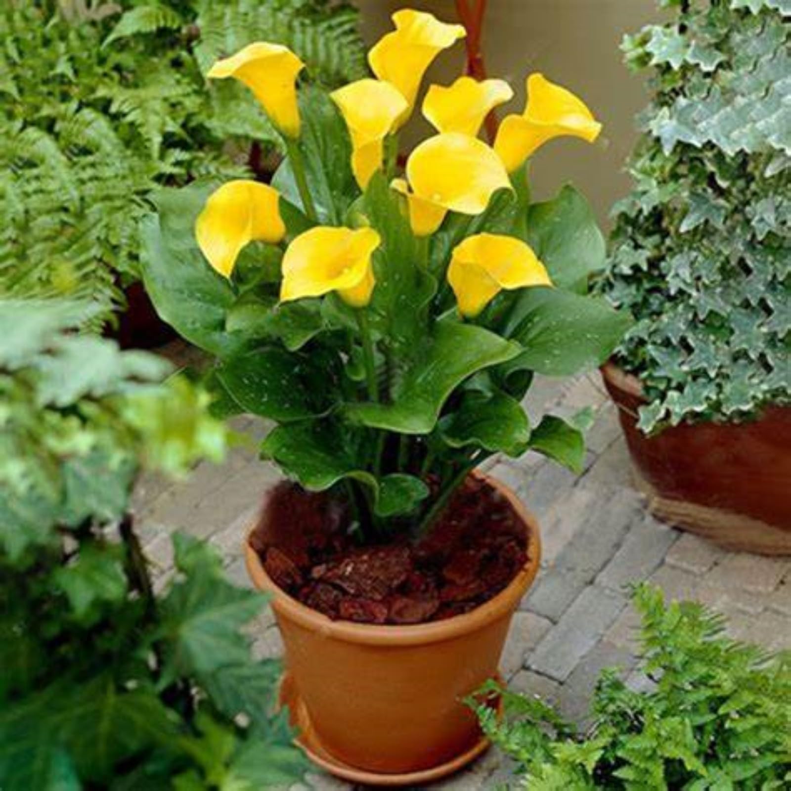 Calla Lily Bulbs,Garden Flowers,Calla Lily Bulbs for Planting Now UK,Plant Bulbs,Hardy Perennial,Wedding Flowers,Cut Flowers,Strong Plants That Grow Well-8bulbs-I