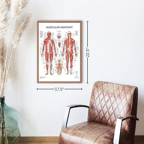 Miniatura 6 de Anatomy Lab Juego de póster de anatomía humana elástica, muscular y esquelética, paquete de 3 unidades, laminados, 17.3 x 22.5 pulgadas, póster