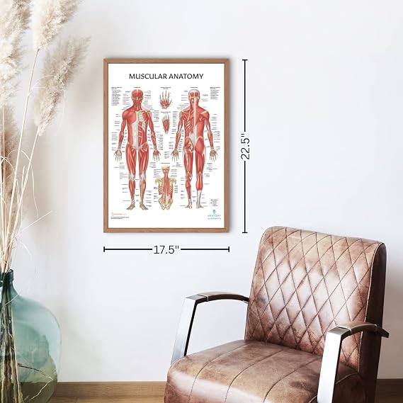 The Muscular System Anatomical Chart Laminated , Nursery