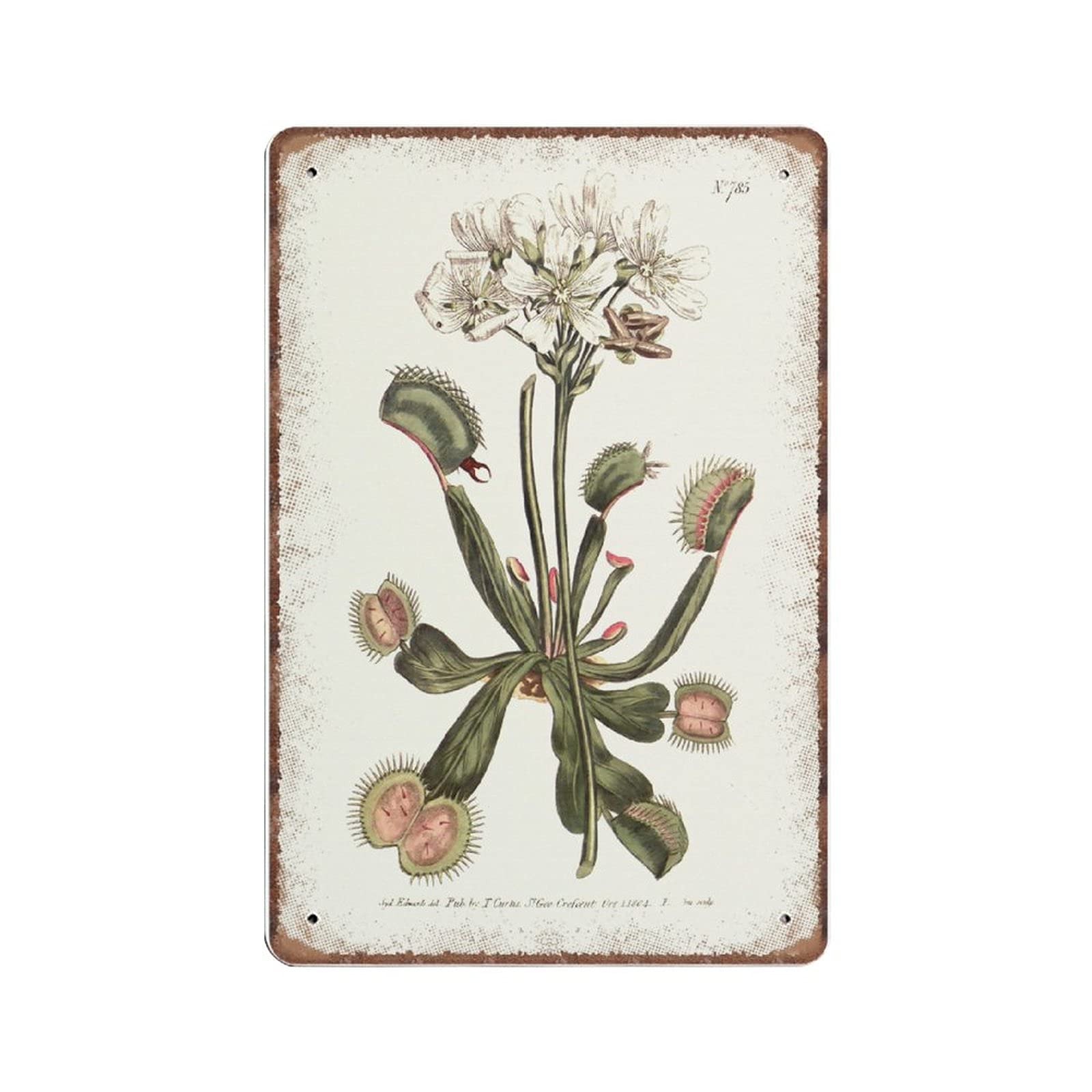 DAIERCY Dionaea Muscipula - Venus Flytrap - Botany Carnivorous Plant Tin Signs from Curtis Botanical Magazine 1803 Funny Vintage Metal Sign Kitchen Garden Bathroom Home Decor, 140x200 mm