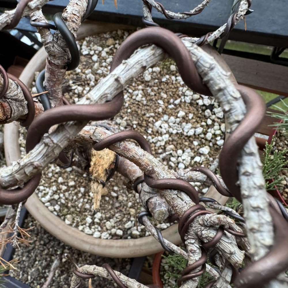 ULISSE® BonsaiPro Aluminium Optima - Filo per Bonsai Brunito - Modellabile e Resistente - Vari Diametri - 500g - per Modellare e Correggere la Forma dei Rami - Attrezzi Bonsai Professionali (5,5 mm)