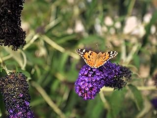 Greenwood Nursery: Live Shrub Plants - Monarch Blue Knight Butterfly Bush + Buddleja/Buddleia Davidii - [Qty: 2X Pint Pots] - (Click for Other Available Plants/Quantities)