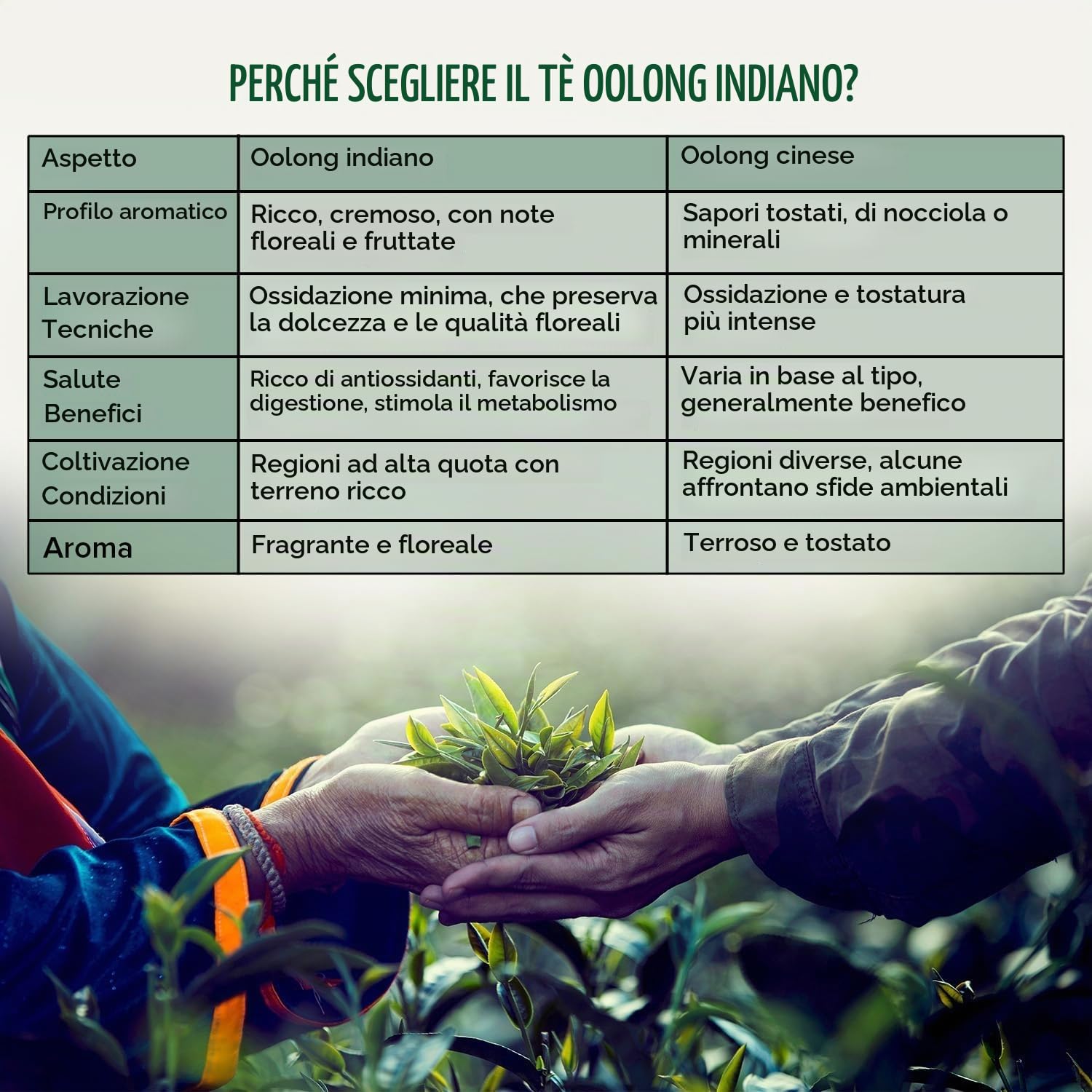 VAHDAM Tè Oolong di Alta Montagna Sfuso | 340g (170+ Tazze) | Tè Oolong Indiano di Darjeeling | Foglie Intere | Monorigine Naturale | Raccolto a Mano in Giardini di Alta Quota