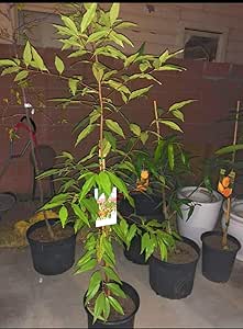 Amazon.com: Capulin Árbol frutal Cereza Mexicana Cereza Mexicana ...