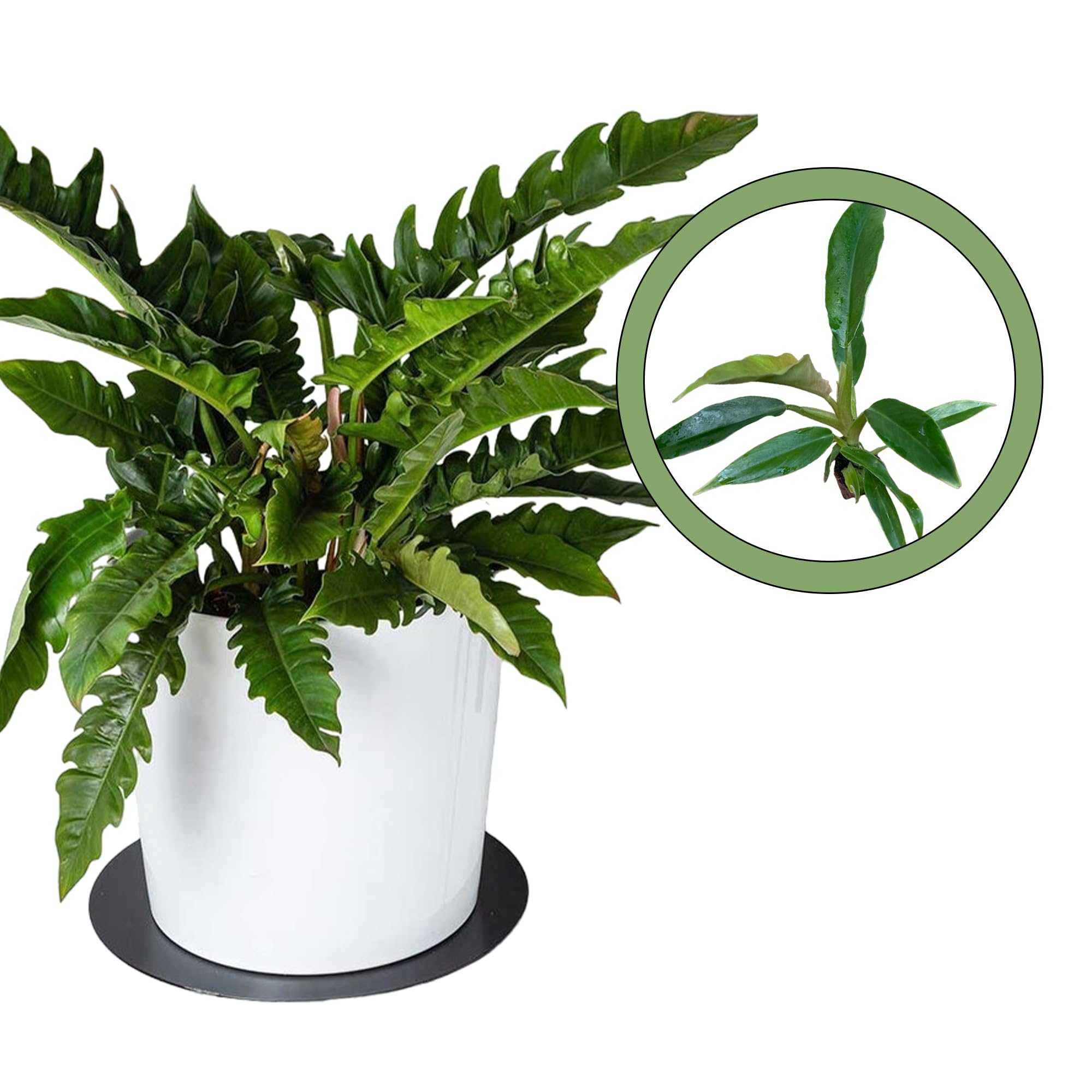 Amazon.com : Philodendron Jungle Boogie/Tiger Tooth/Narrow Starter Plant :  Patio, Lawn & Garden