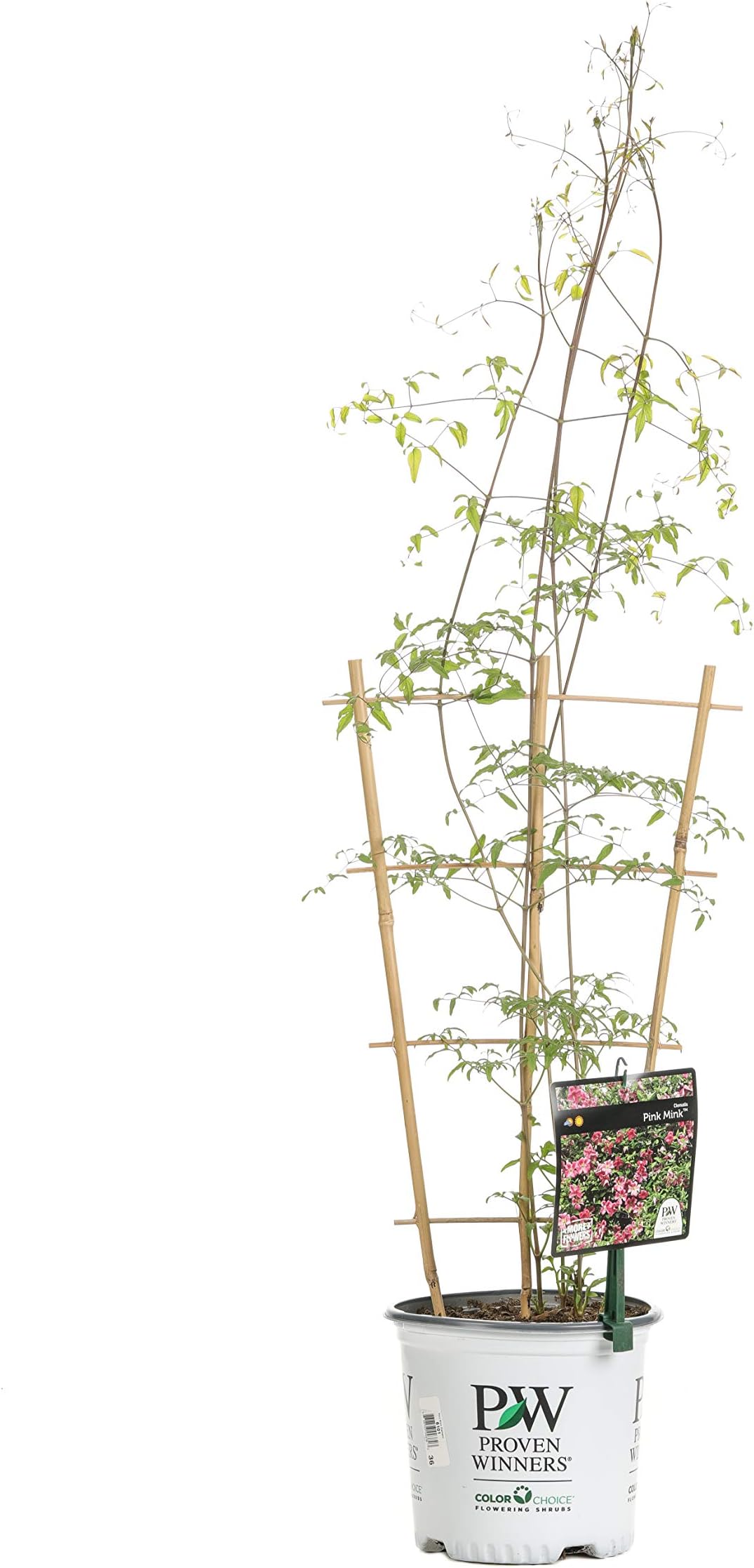 1 Gal. Pink Mink (Clematis) Live Shrub, Pink Flowers