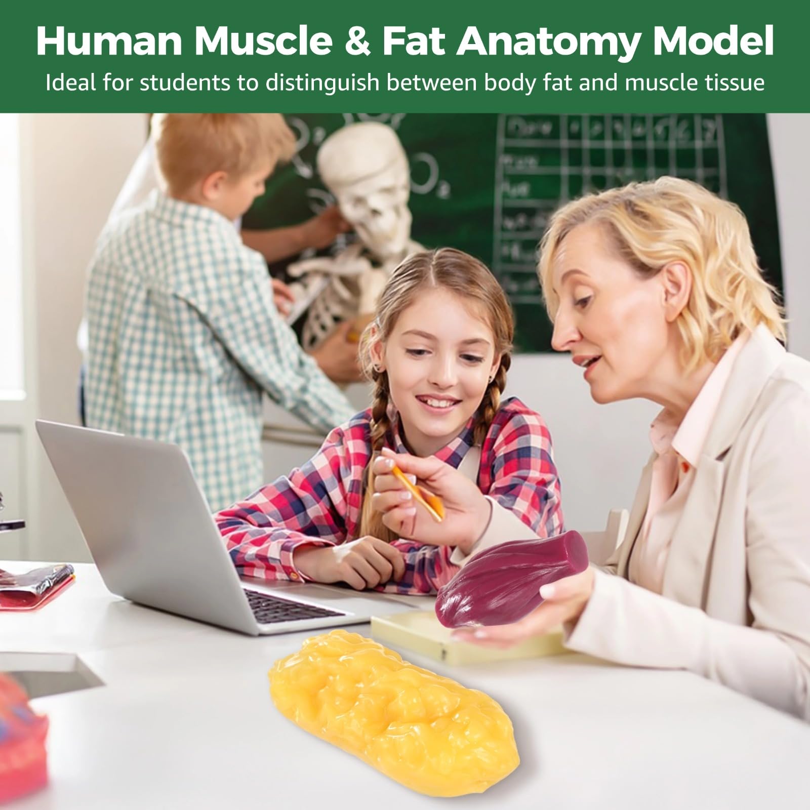 Modelo ultra realista de anatomía muscular y grasa humana de 2.2 libras