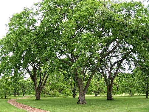 Generic American Elm Tree Seeds, Pack of 12, Green